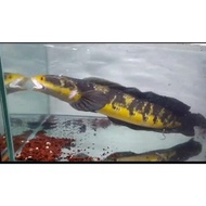 (cod) ikan channa 21-25 cm maru yellow sentarum (red eye ) chana ys