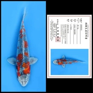 ikan koi import goshiki 38 cm sertifikat