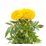 Dwarf Lemon Mexican Marigold Flower Seed- Tagetes erecta