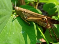 Belalang goreng/simet/walang kayu besar isi lebih banyak cemilan pedas kemasan 250 gram/1/4 kg di ti