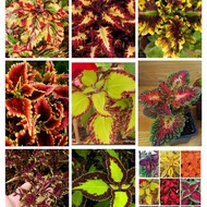 【5 POT RP 5000】TANAMAN MIANA PREMIUM Tanaman hias hidup & Paket 5 tanaman miana jawer kotok COD