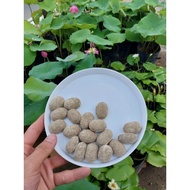 1 Tablet of Japanese Organic Almond Seed Lotus Fertilizer & Gun
