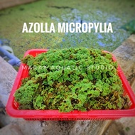 Azolla Microphylla Tumbuhan Air Makanan Ikan Tinggi Protein (Azola)