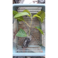 Pokok Premium Ketum Ayam MDA (Madre de Agua) 9 Inch Lebih  dan Berakar Kuat (Ready Stok)