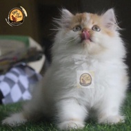 Kucing Persia Peaknose Super #Gratisongkir