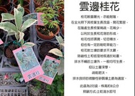 心栽花坊-雲邊桂/斑葉桂花/2吋盆/桂花/桂花品種/開花植物/綠化植物/綠籬植物/售價100特價80