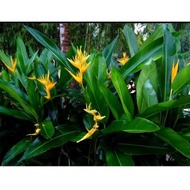 Tanaman hias heliconia golden/heliconia bunga yellow (Golden Sword)