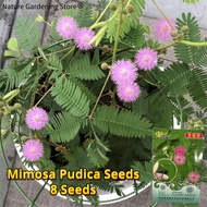 เมล็ดพันธุ์ ผักกระเฉด มิโมซ่า พูดิกา บอนสี Mimosa Pudica Seeds บรรจุ 8 เมล็ด เมล็ดดอกไม้ บอนสีราคาถูก เมล็ดบอนสี ต้นไม้มงคล เมล็ดพันธุ์ดอกไม้ Indoor Plants พืชขี้อาย ดอกไม้จริง ไม้ประดับมงคล พันธุ์ดอกไม้ ดอกไม้ปลูก แต่งบ้านและสวน ปลูกง่าย อัตรางอกสูง