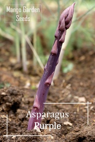 *Rare* Purple Asparagus Seeds - 5 Seed *Pot Friendly* Tanam Pasu Panjang, 紫芦笋 - Mango Garden