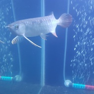 Ikan arwana golden red 20cm