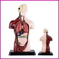 Human Body Model for Kids Precise Learning Science Kit Anatomy Models Human Body Figure for Boys Gir