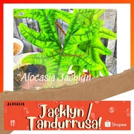 🍃 ALOCASIA : "JACKLYN / TANDURUSA"🍃 [Caladium Plants-Pokok Keladi / Real Live Plant] 🍃