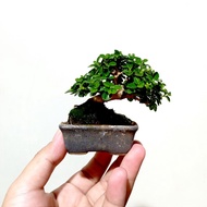 Sancang Bonsai ready to display