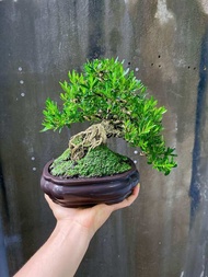 cây linh sam indo bonsai