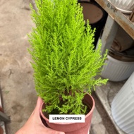 Lemon Cypress Tree / Goldcrest Cypress – Indoor / Outdoor Plant