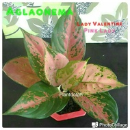 Aglaonema &amp; Calathea assorted varieties Garden decoration