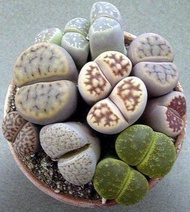 50 เมล็ดพันธุ์ Home Plant Seed เมล็ด ซักคิวเลนต์ หรือ ไม้อวบน้ำ กระบองเพชร ไลทอปส์ (Lithops) Succulent Seed อัตราการงอกของเมล็ด 80-85%