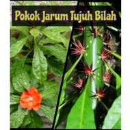Keratan Batang Duri Jarum 7 Bilah ⚔️