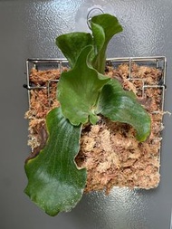 象耳 鹿角蕨 platycerium elephantotis