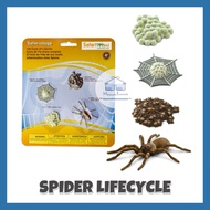 Safari: Spider Life Cycle