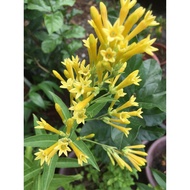 Sedap Malam Kuning / Yellow Cestrum (Cestrum aurantiacum)  - Pokok Hidup / Live Plant