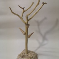 -珊瑚樹- 飾品架 項鍊架 耳環架 戒指收納展示架 首飾架