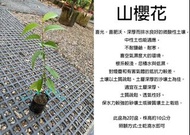 心栽花坊-山櫻/山櫻花/2吋/實生苗/櫻花/櫻花品種/觀花植物/綠籬植物/售價50特價40
