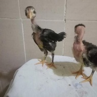 Anak ayam saigon usia 1bulan/per ekor/kuat&unggul dalam pertumbuha
