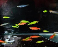 【蝦迷水族】四色仙子 螢光仙子 黃金仙子 粉紅仙子 綠仙子 藍仙子 螢光魚 觀賞魚