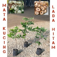 Pokok mata kucing lada hitam biji kecil (hybrid) / longan lada hitam hybrid thai