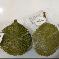 Durian Musang King Nitro Utuh -+1.8 kg