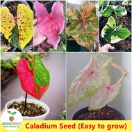 Singapore Easy To Grow Mixed Color Rare Caladium Seeds Beautiful Flower Seeds for Sale (100 Seeds/Pack) Bonsai Seeds
