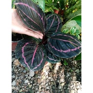 Calathea Dottie plant