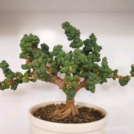 Antlers Begonia Succulent Plant Old Pile Will Bloom Group Students Novice Easy to Keep Desktop Balco