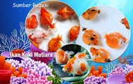 ikan mas koki mutiara - ikan koki mutiara - goldfish mutiara aquascape aquarium terlaris