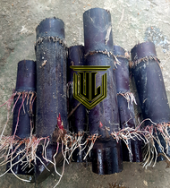 Bibit Tebu Hitam Tebu Ireng / Tebu Wulung Hitam / Tebu Hitam Asli