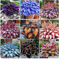 [Supply] Colorful Leaf Jade Hairpin Flower Seed Jade Flower Seed Potted Flower Seed White Crane Flow