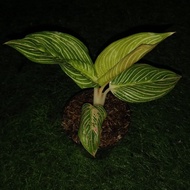 🌷 GARDEN 🌷 Tanaman hias aglaonema / aglonema golden hope