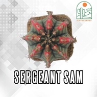 Gymnocalycium Sergeant Sam(กระบองเพชร ยิมโนด่าง จ่าแซม)