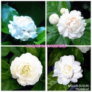 Pokok Bunga Melur Susun / Melur Ros (Grand Duke Of Tuscany)