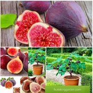 ANAK POKOK FIG / FIG TREE WITH FRUITS On The Tree (XXL Big Plant)