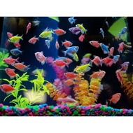 Colorful glow contents 2