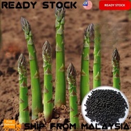 Ready Stock - Asparagus Seeds / Vegetables Seeds