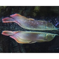 ikan arwana silver red 18-19