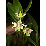 Bibit Anggrek spesies Dendrobium macrophyllum - anggrek jambrut katulistiwa asli jawa