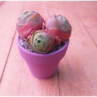 Succulent Greenovias eggs 3 heads SG Seller