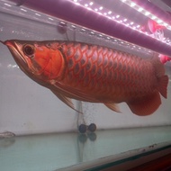 ikan ARWANA Super Red 40 cm