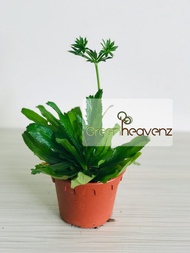 [PRE-ORDER] GHZ - Thorny Coriander Herbs Plant Herb Pokok Herba Cilantro Japan Coriander 刺芫荽 (ETA: 2