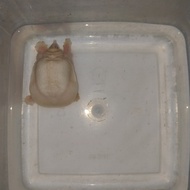 Bulus Labi-Labi Albino Mata Merah CB Lokal