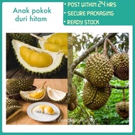PBN - anak pokok durian duri hitam D200 - pokok bunga nursery rajin cepat berbuah lebat subur fruit sapling outdoor